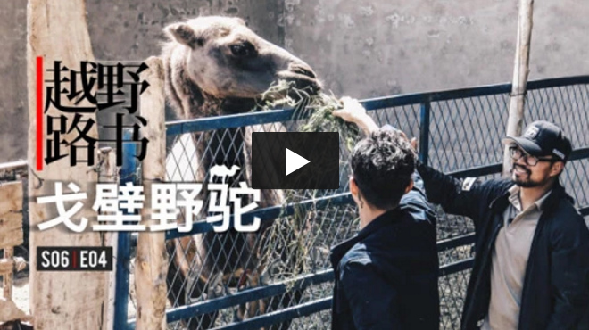 越野路书 | 第六季04-戈壁野驼